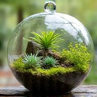 Terrario en vidrio con plantas